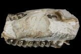 Fossil Running Rhino (Hyracodon) Jaws - South Dakota #143934-4